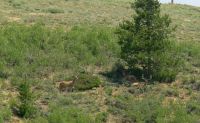 Resting Deer